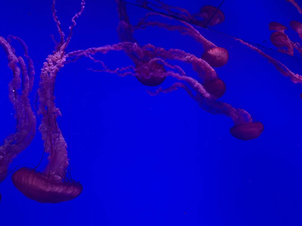 カナダ・リプリー水族館
