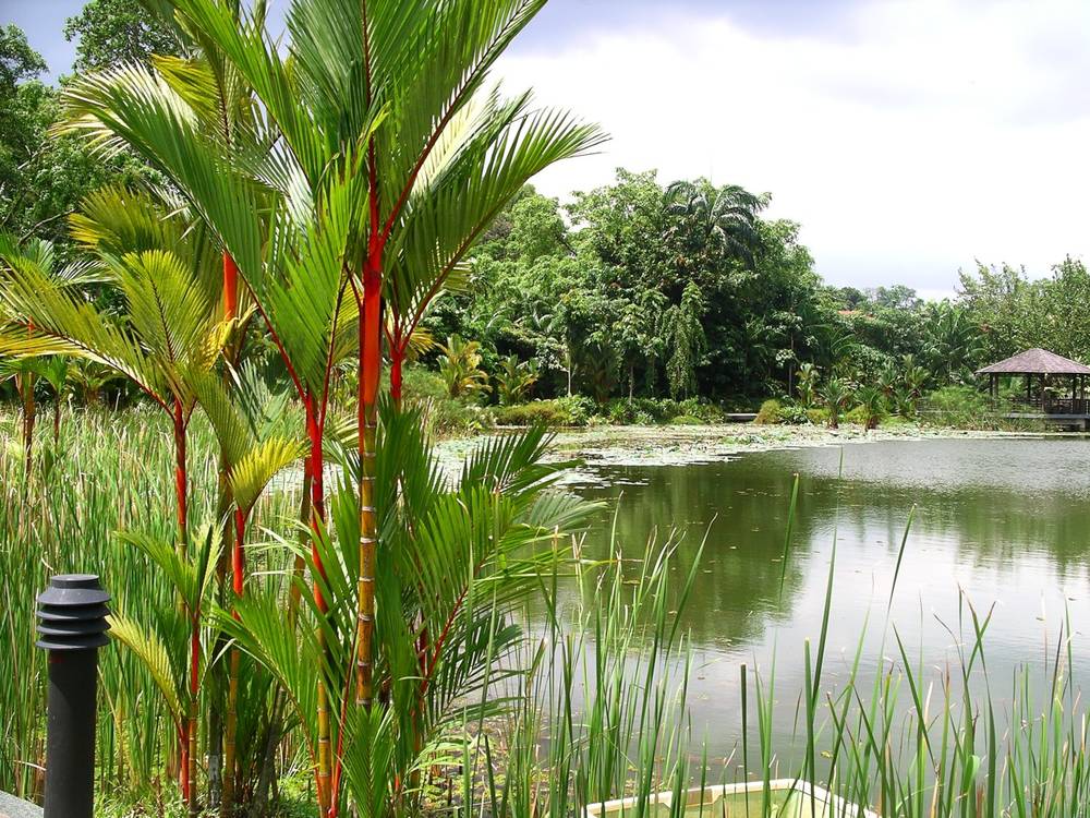 Giardini Botanici di Singapore