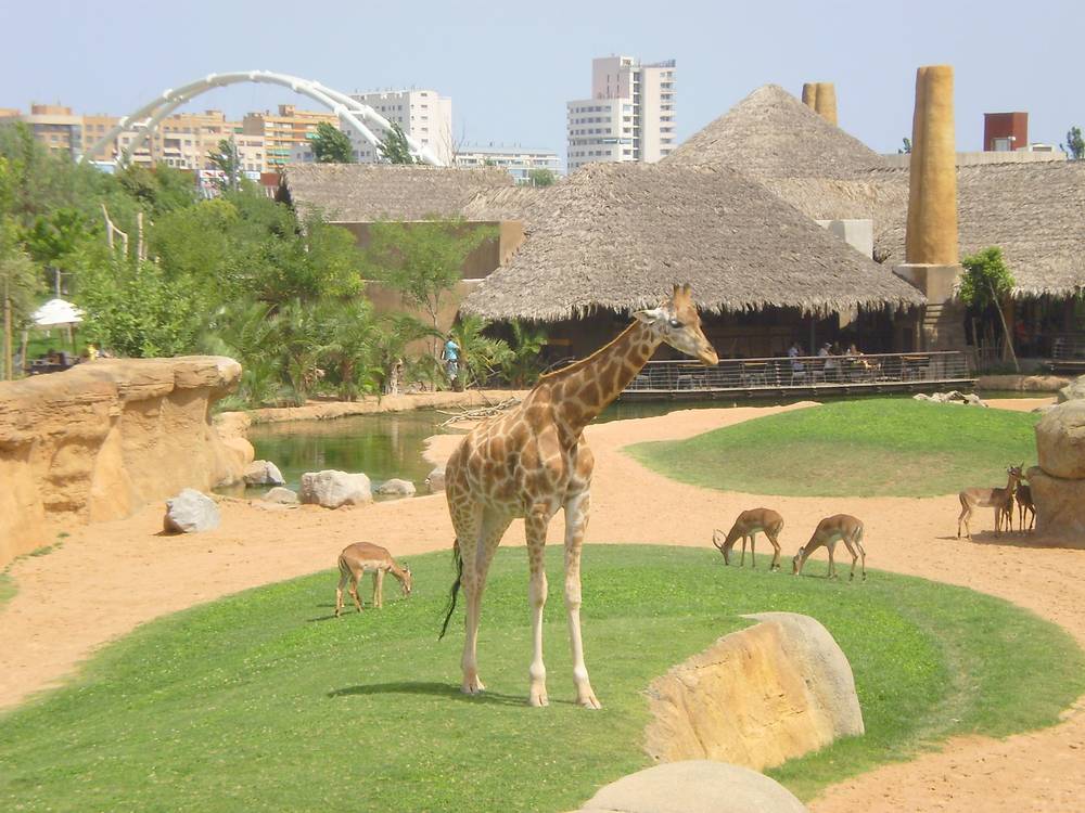 Bioparc Valencia