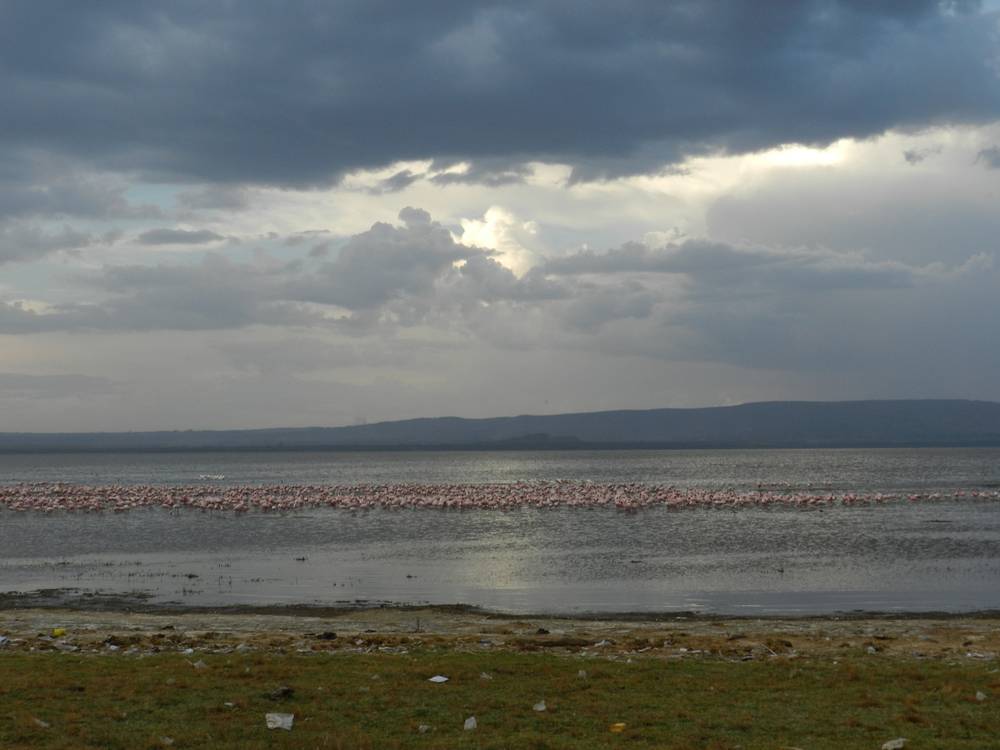 Nationaal park Nakuru-meer