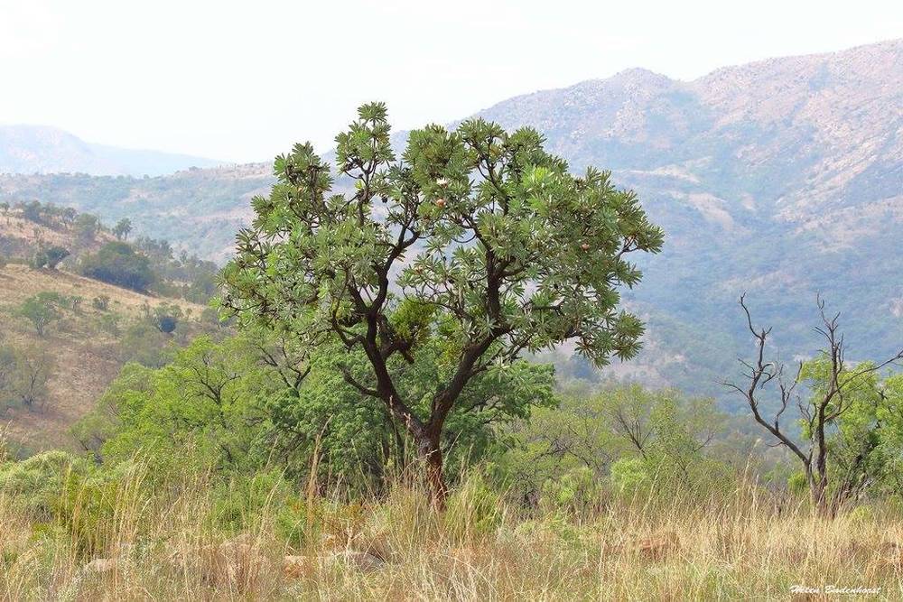 卡斯瓦内山地保护区
