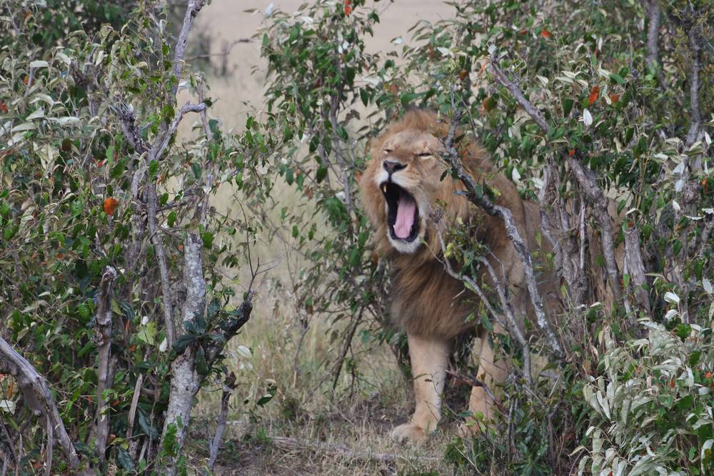 Parque Nacional de Nairobi